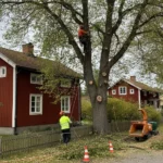 Trädfällare i Stockholm tar ner ett träd vid tomtgränsen som står nära ett hus.