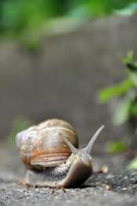 1171020-grapewine-snail-on-pavement